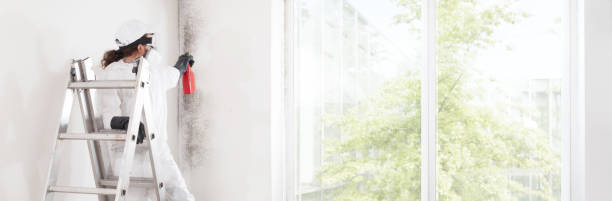 Best Basement Mold Removal  in Merrill, WI